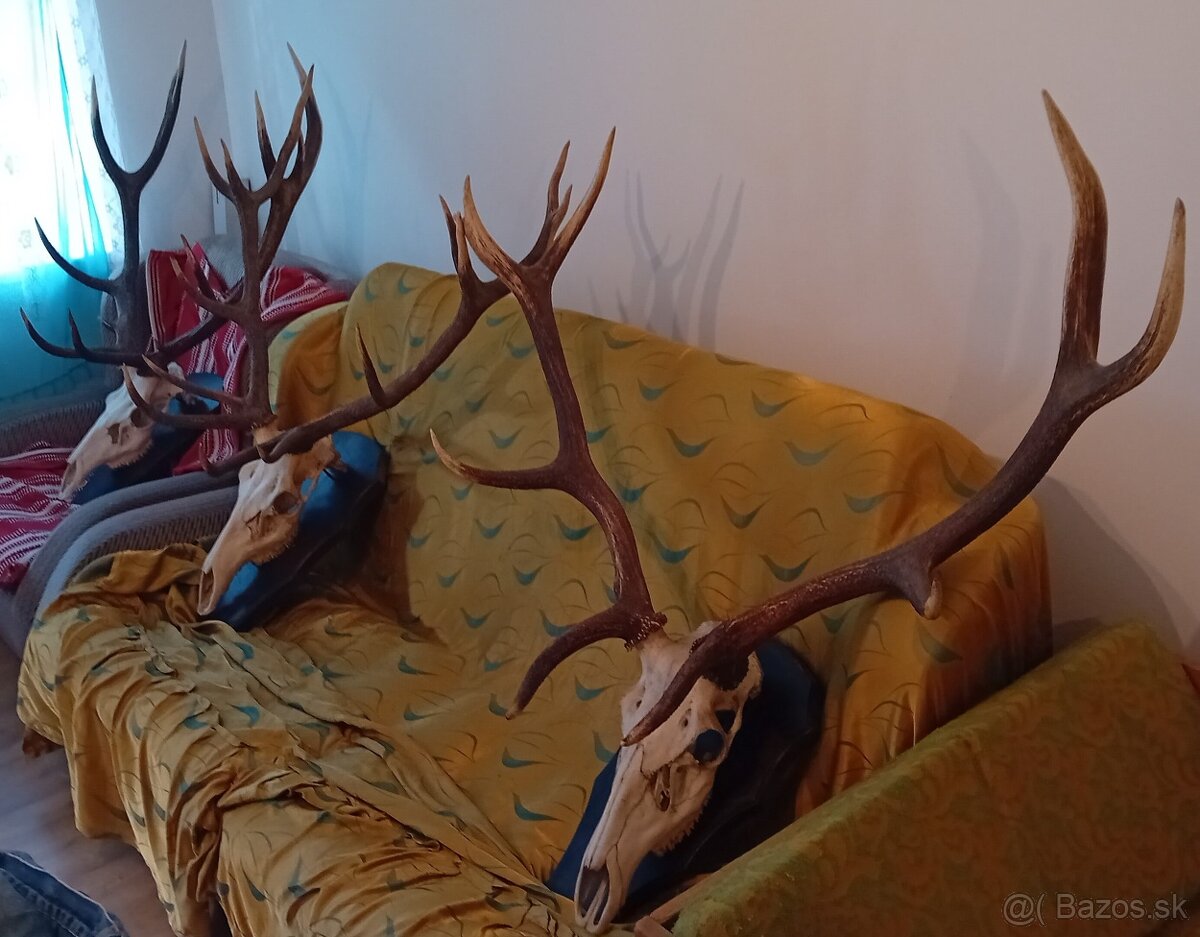 Jelenie trofeje - 3 ks - 5