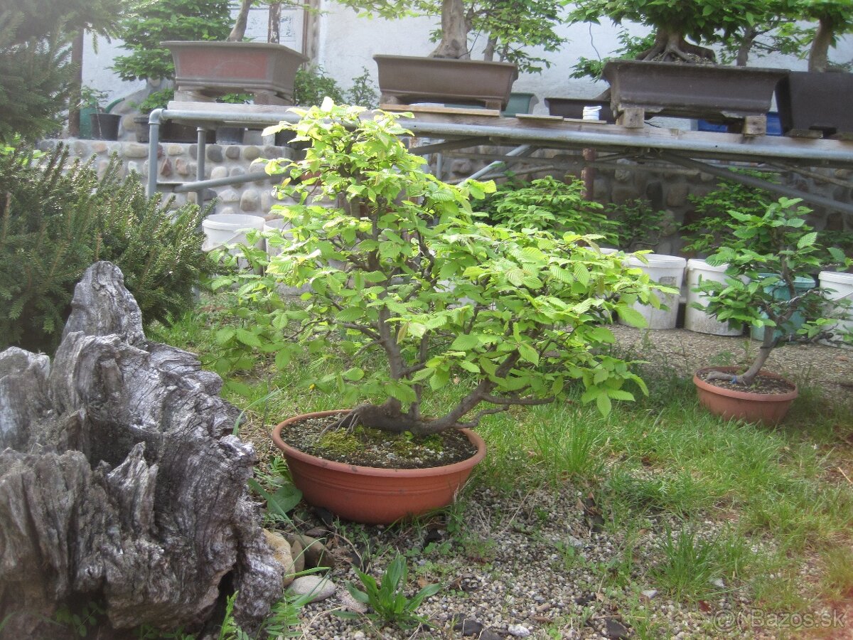 bonsai,bonsaj-hrab 9 - 5