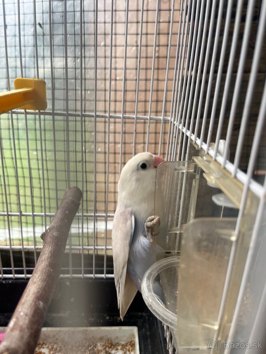 Agapornis fisher - 5