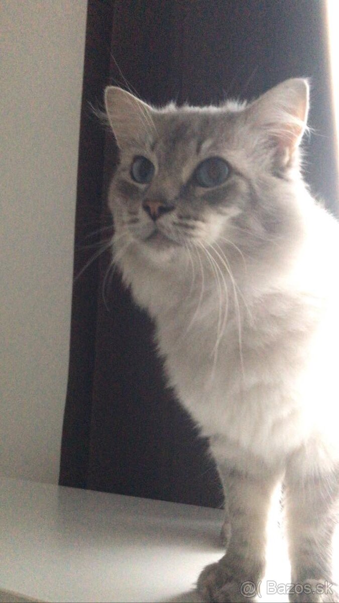 Ponukam ragdoll kocurov na krytie - 5