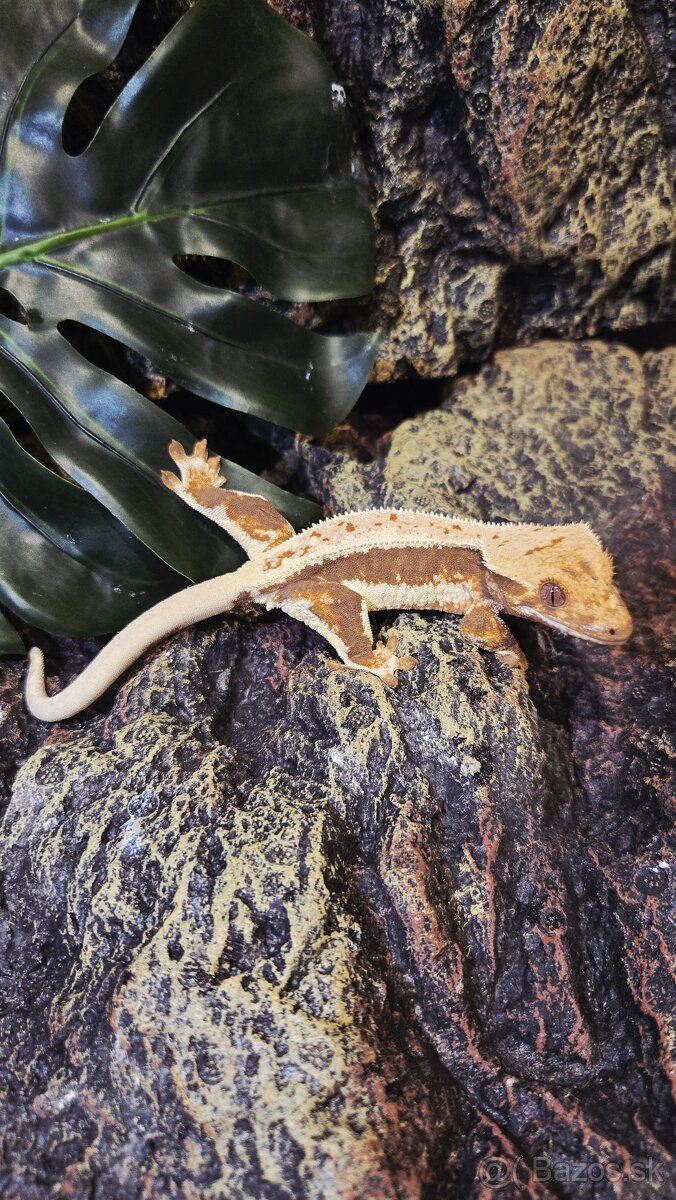 pagekón riasnatý - 5