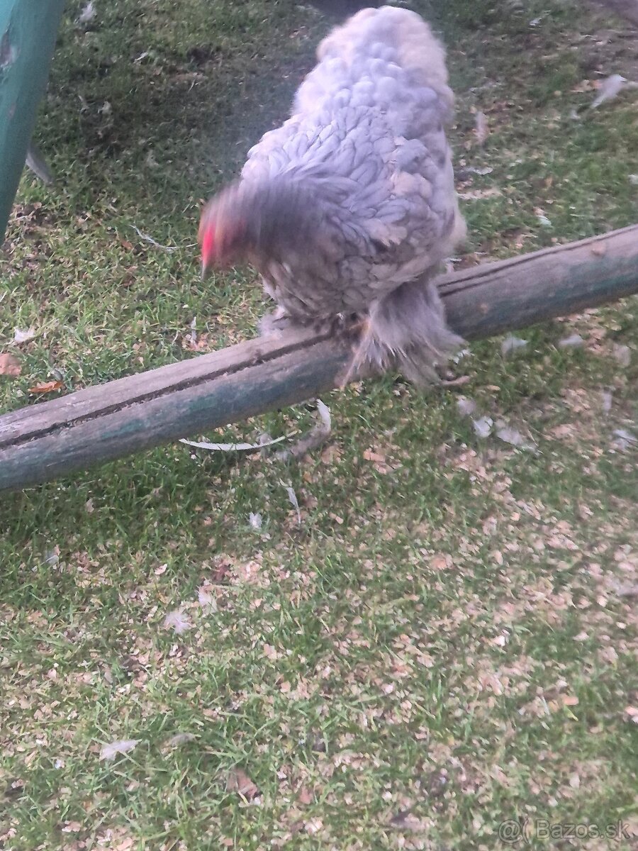 Rušenie chovu brahman - 5