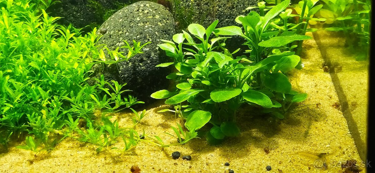 Low Tech akvárium s krevetkami - 5