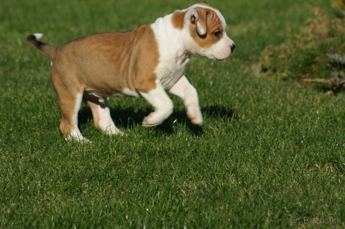 Americký Stafordšírsky teriér s PP 🐾🩷🩵🐶 - 5