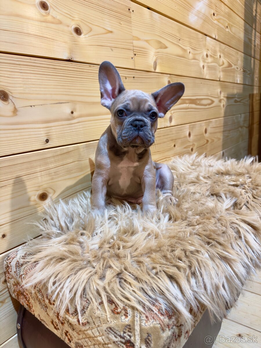 Francúzsky buldoček s PP - 5