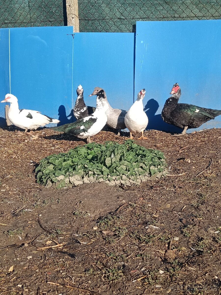 čínske kačice - 5