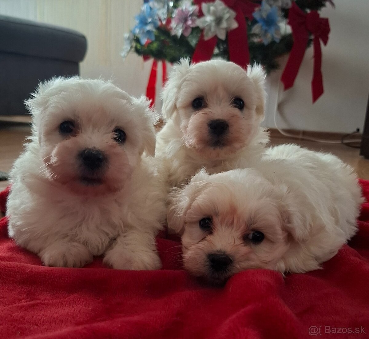 Maltézsky psík, maltezák - 5