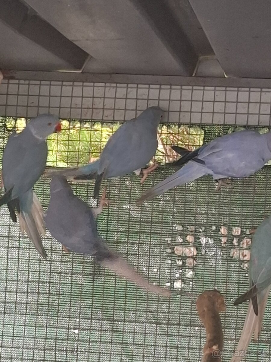 Alexander maly hch - 5