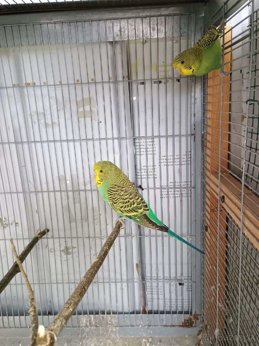 Predám mladé andulky - 5