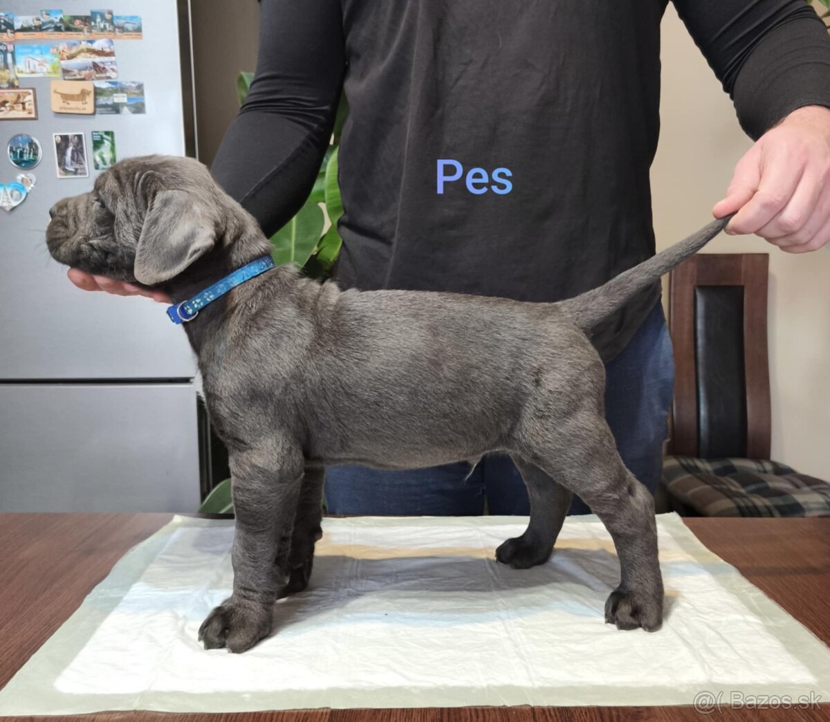 Cane Corso bez PP - 5
