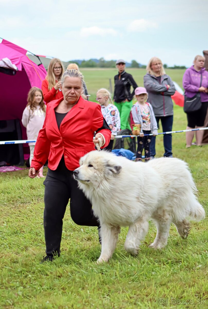 Pyrenejský horský pes - 5