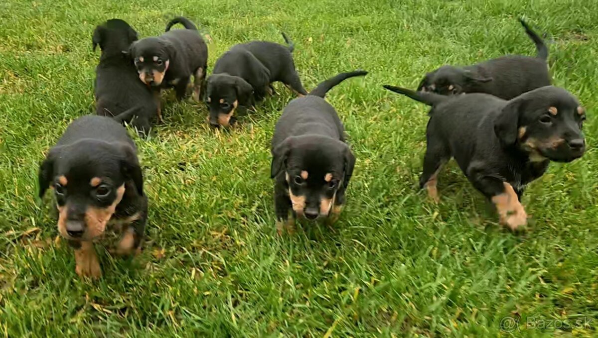 Darujem šteniatka - 5