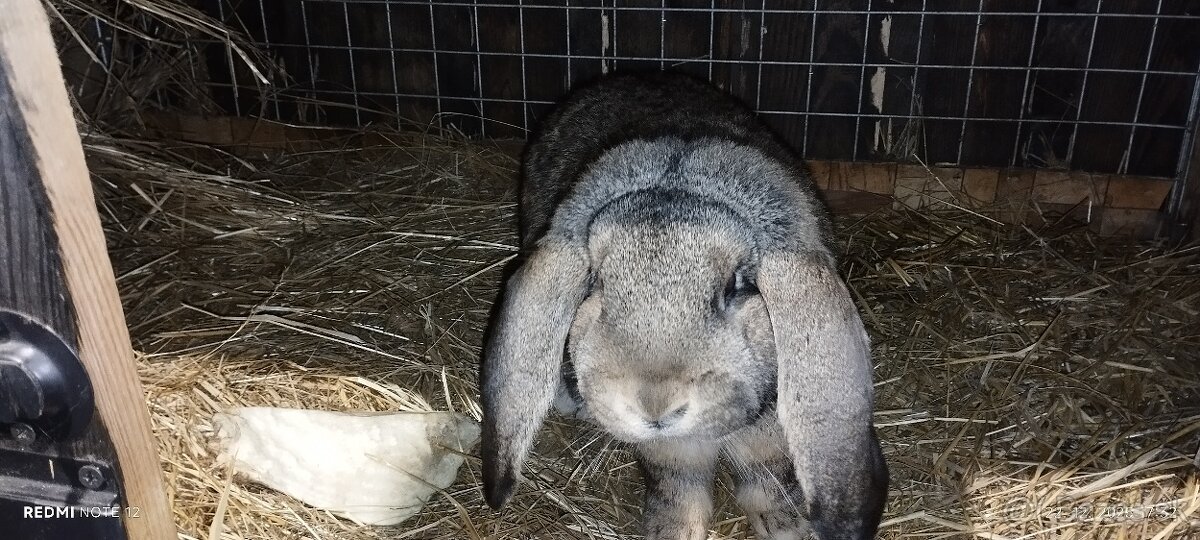 Králik -Francuzsky baran - 5