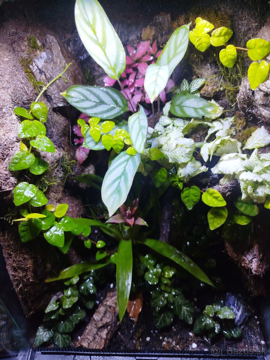 Terarium Exo Tetra - 5