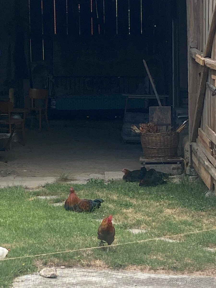 Marans medenokrká - 5