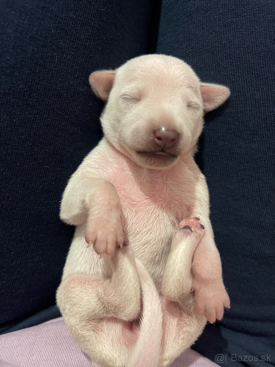 Taliansky chrtik s rodokmenom fci - 5