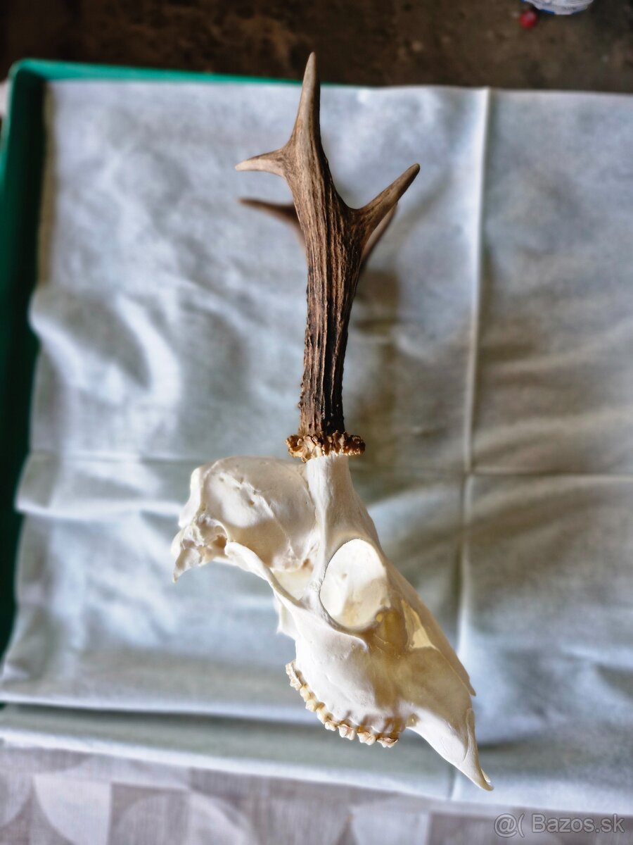 Poľovnícke trofeje - 5