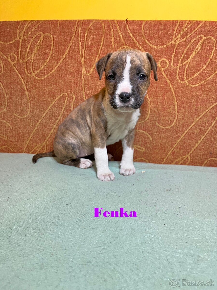 Americky Stafordšírský Terier šteniatka s PP - 5