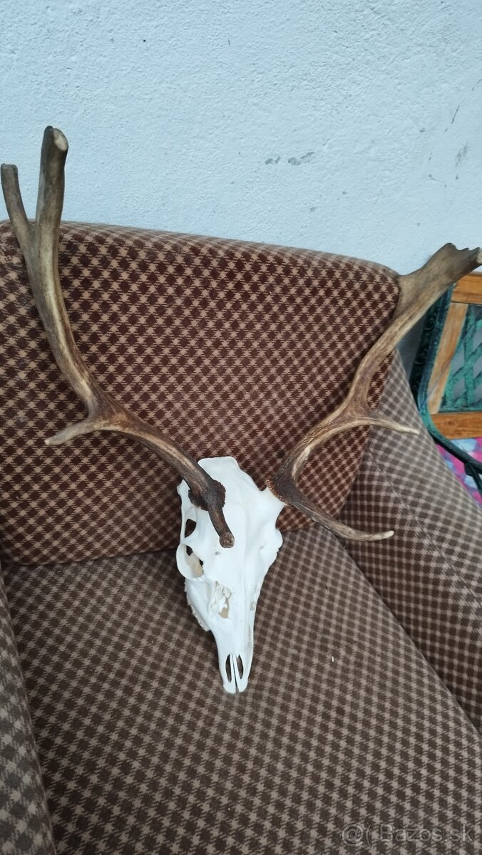 Predám trofej Daniela parožie zhody trofeje. - 5