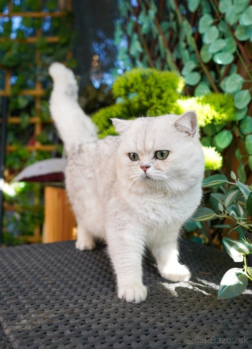 Britská krátkosrstá mačka - 5