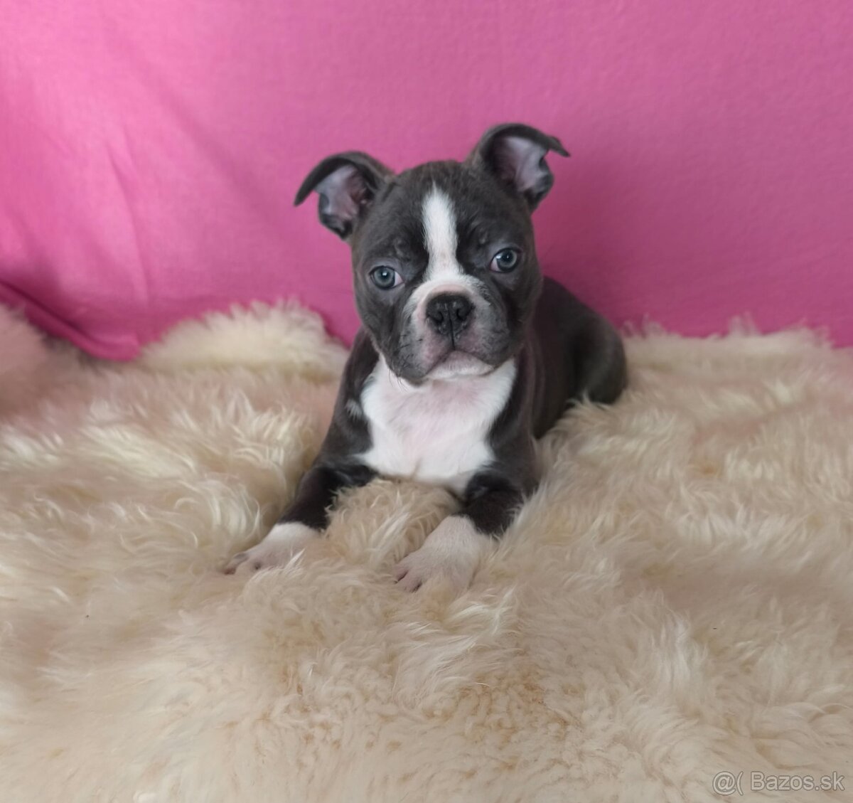 Bostonský teriér Modré šteniatka z PP - 5