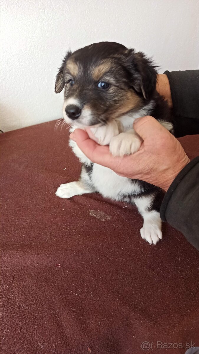 Border kólia trikolór - 5