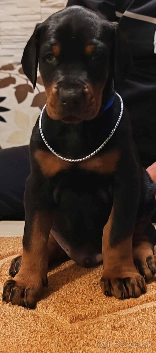 Doberman šteniatka na predaj XXL veľké plemeno - 5