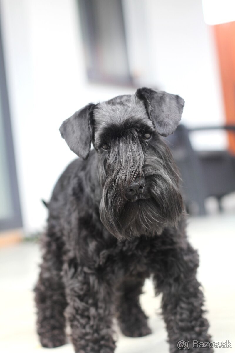 Bradač malý čierny s rodokmeňom - 5