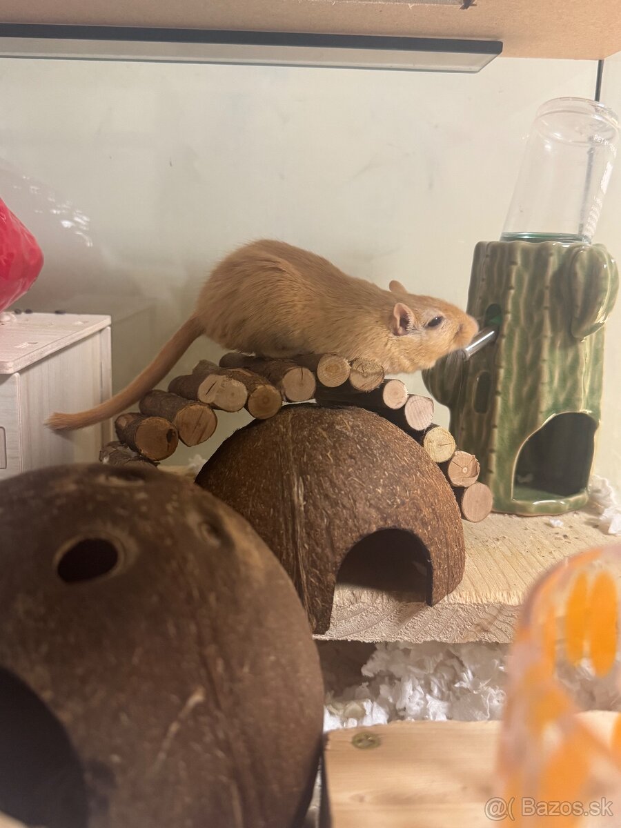 Pieskomily- darujem - 5