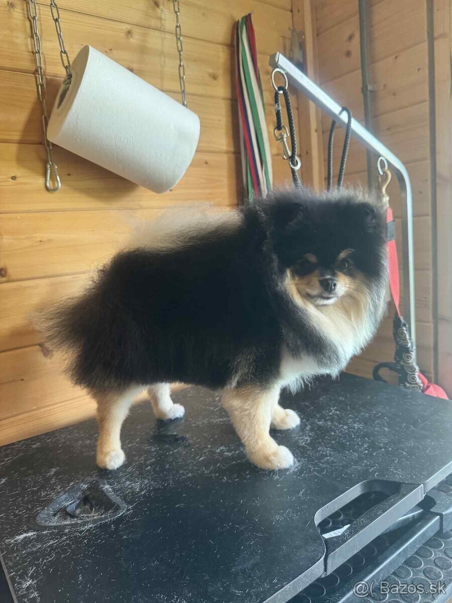 Predám pomeranian fenka - 5