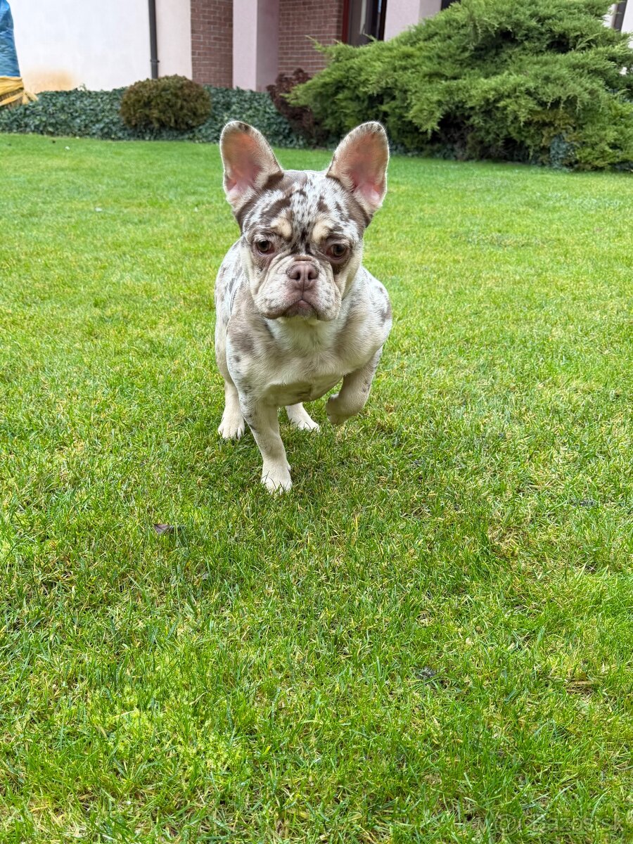 Francuzsky buldoček rojo tan merle fenka - 5