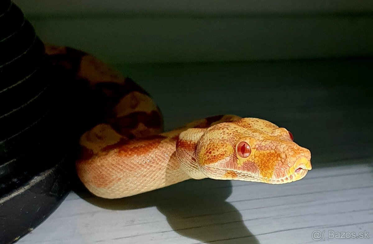 Veľhad královský - 5