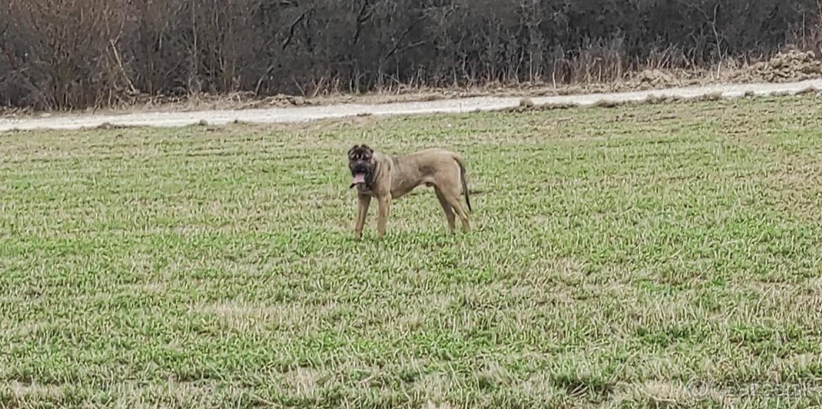 Cane corso na krytie - 5