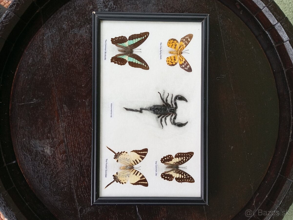 Krásna zbierka Motýľov + Škorpión - 5