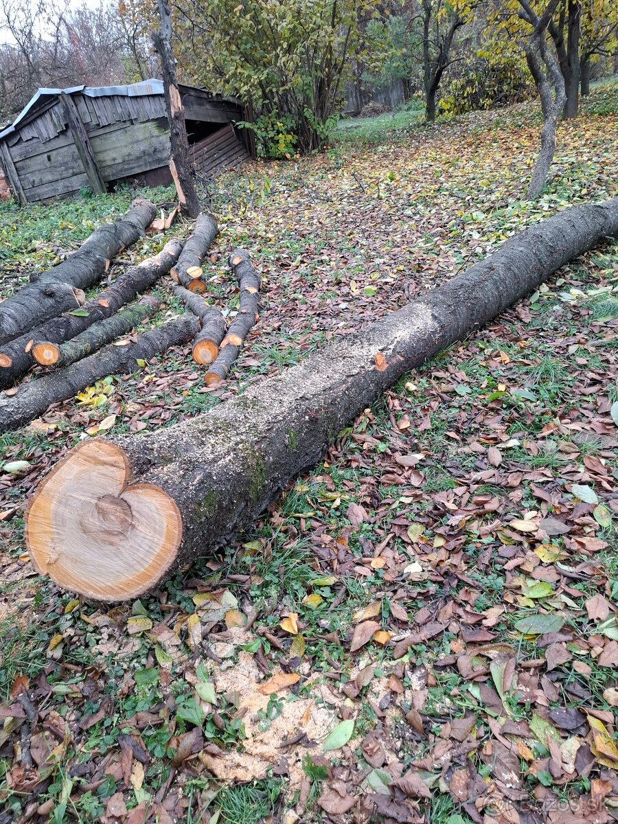 Čerešňove drevo v surovom stave guĺatina - 5