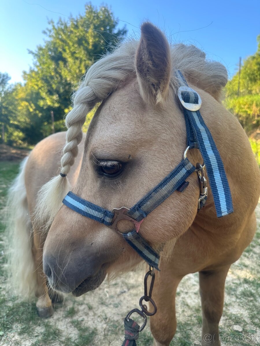Shetland pony - 5