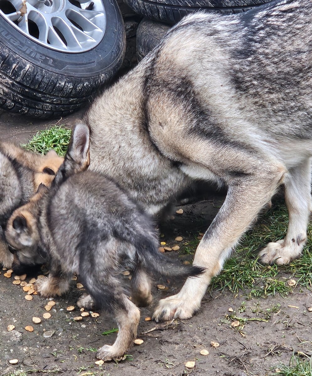 Československý vlčiak - 5