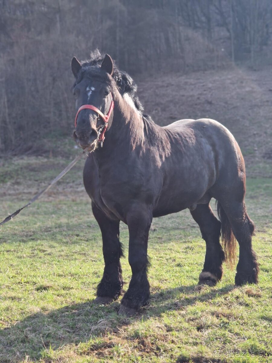 Predám čierneho žrebca - 5