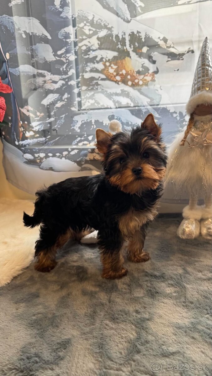 Mini Yorkshirsky Terier - 5