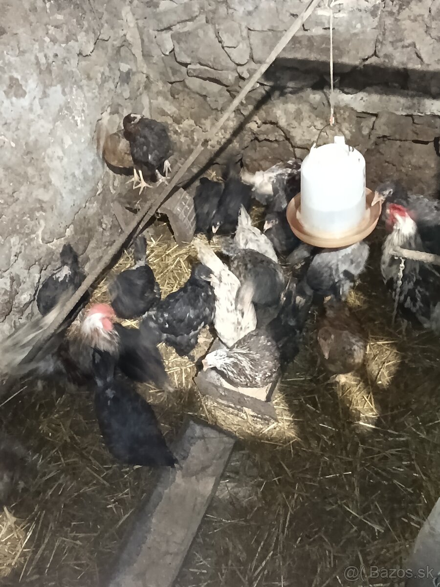 Predám mládky mix - 5