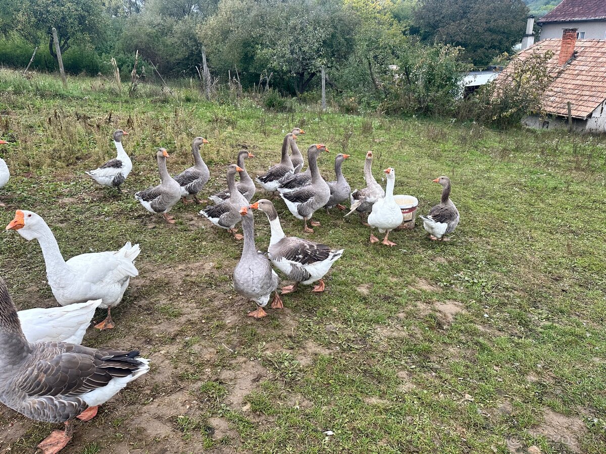 Landenské husi - 5
