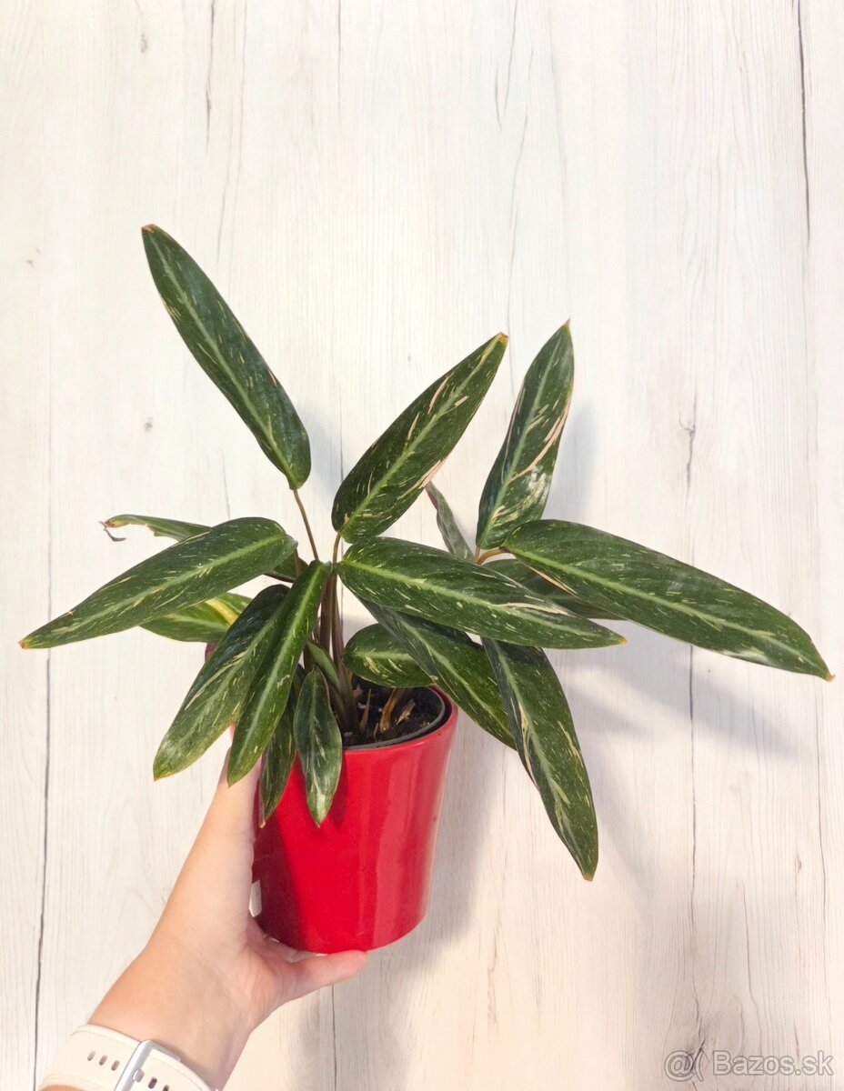 Izbové rastliny - 5