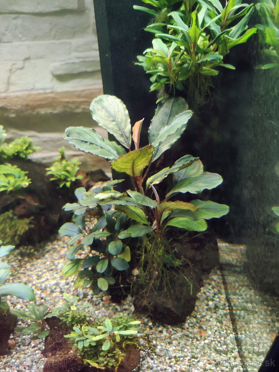 Predám rastlinky Bucephalandra - 5