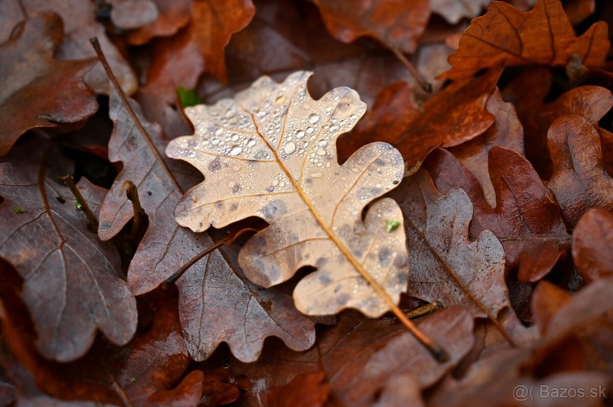 Nikon Z 24-70mm F/4 S - 5