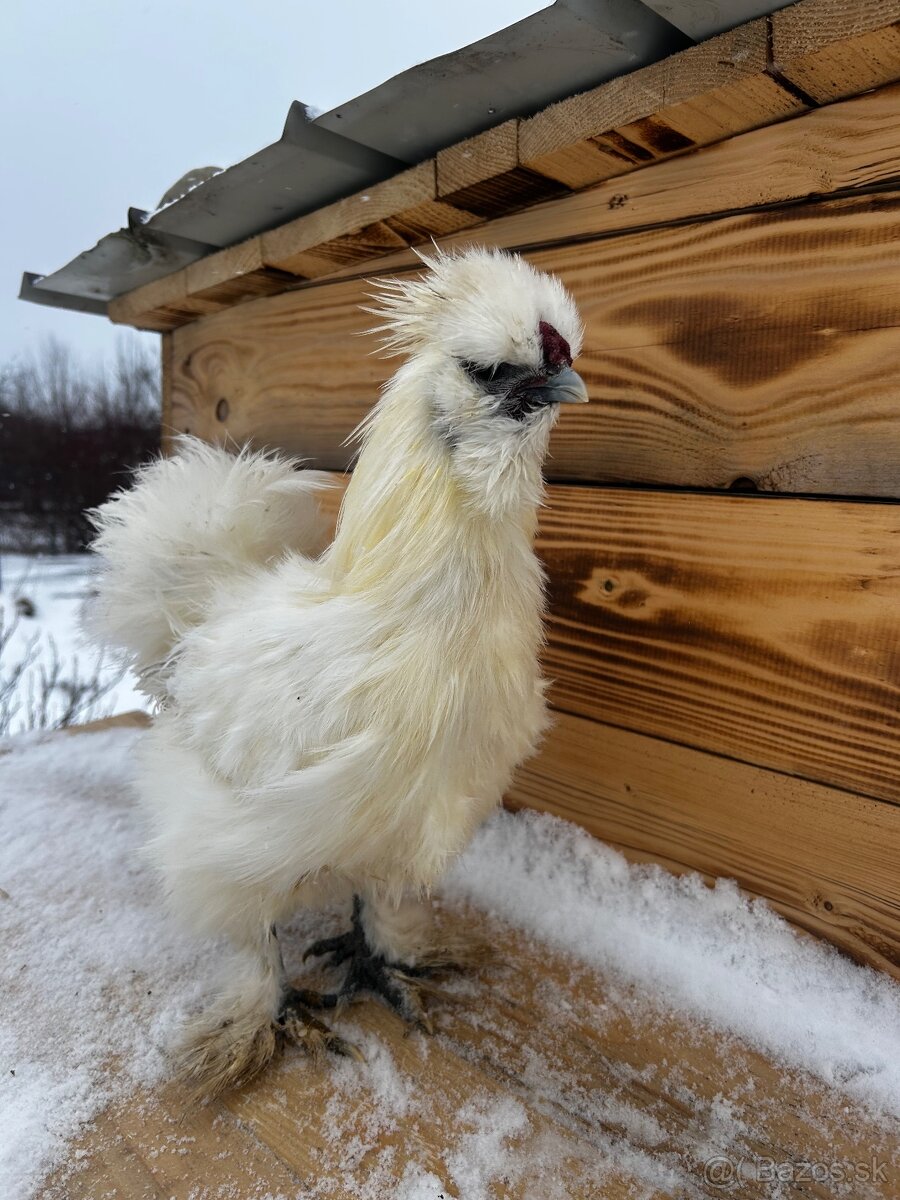 Kohút hodvabničky (Silkie) - 5