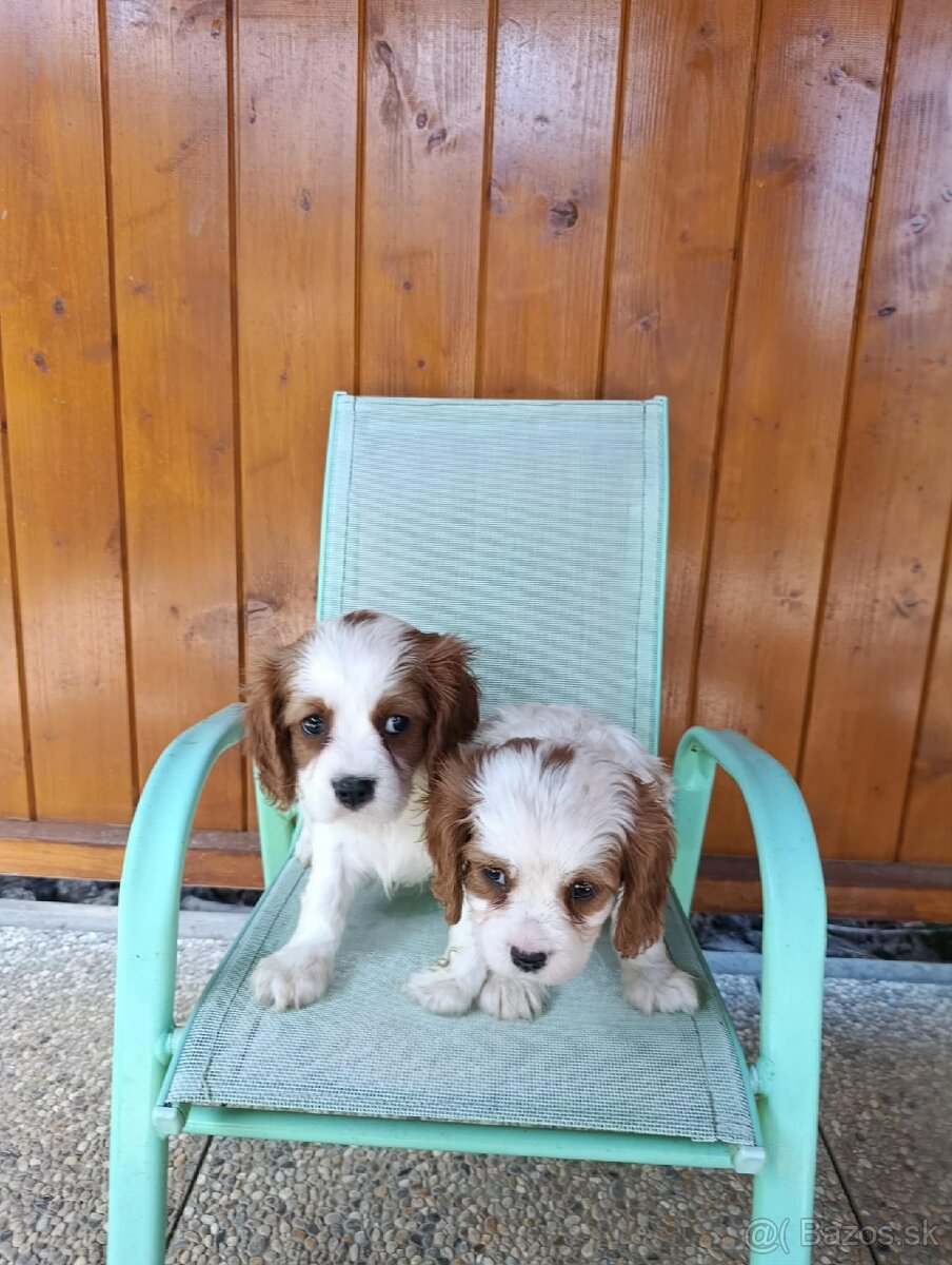 Predam šteniatka kavaliera,cavaliera - 5