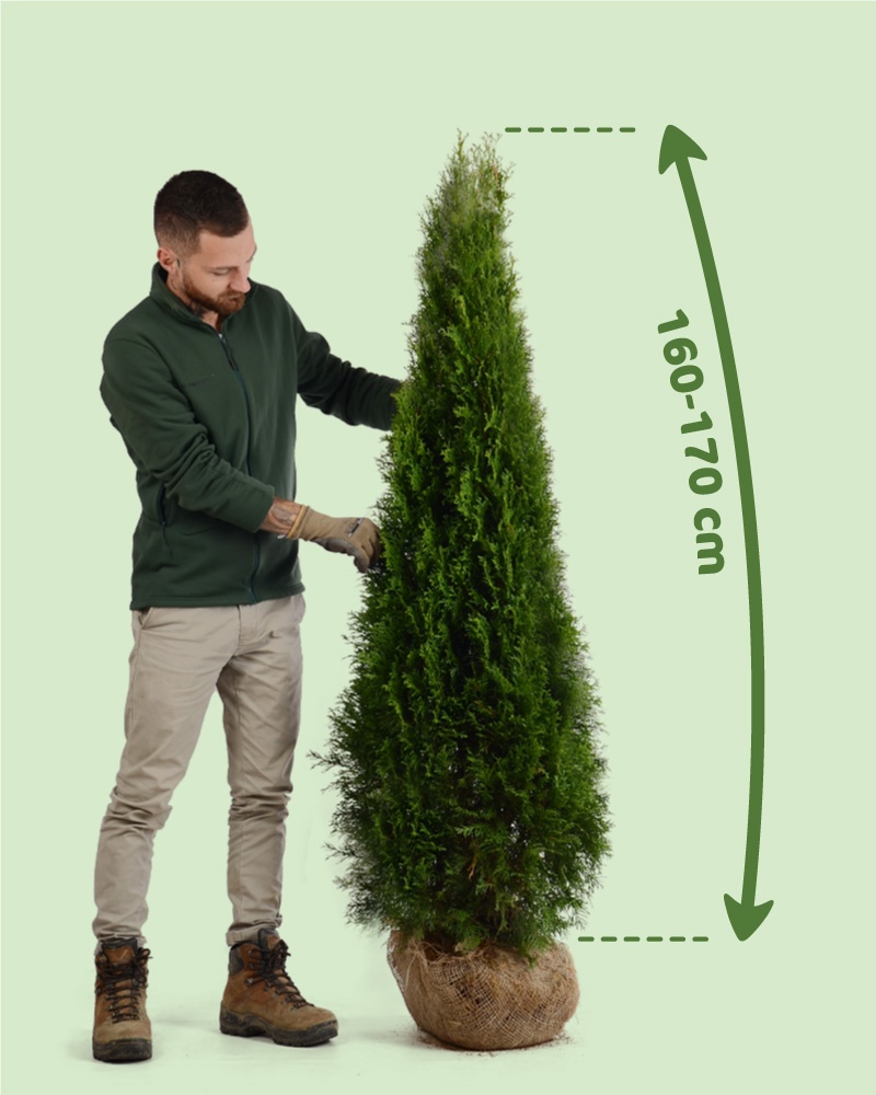 TUJE SMARAGD 220-250cm AKCIA 25€ - 5