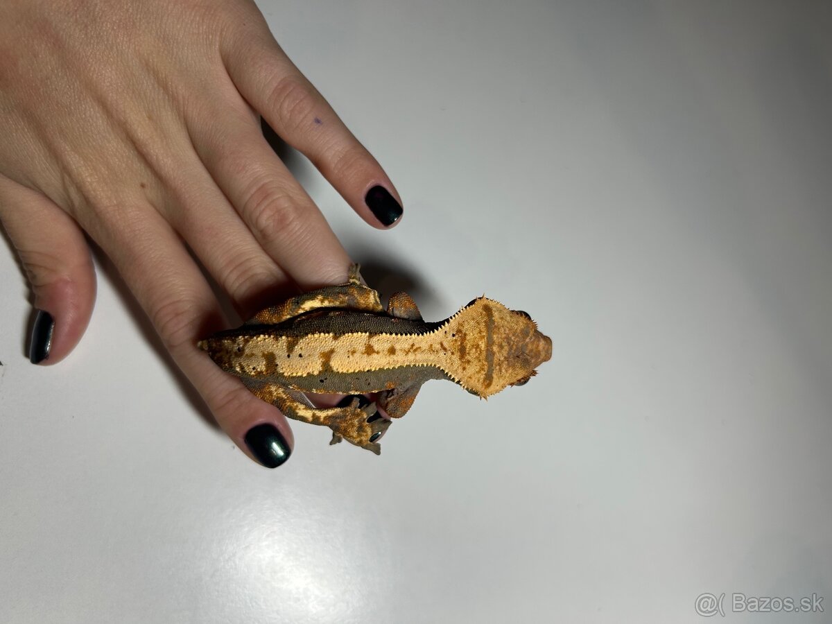 Mladé pagekony riasnaté - 5