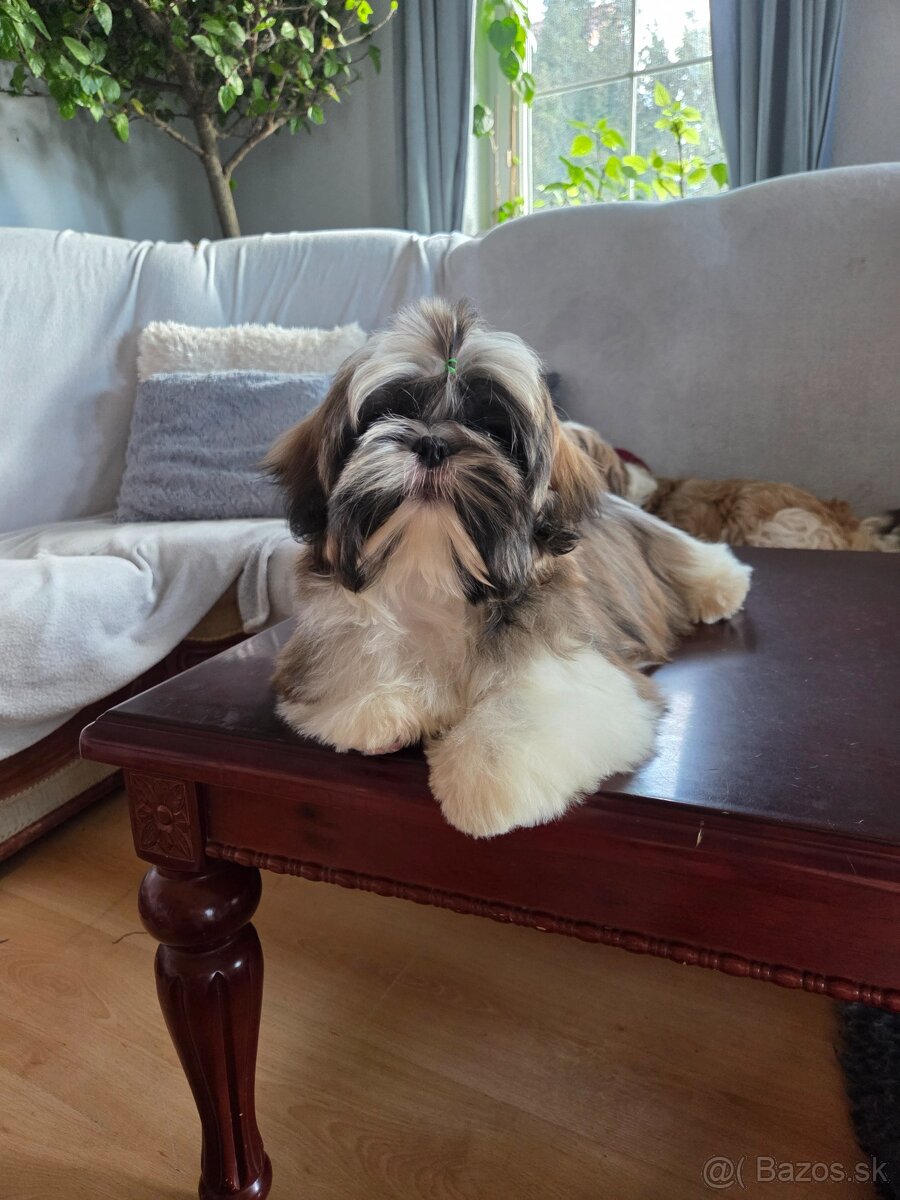 Šteniatka shih tzu s PP - 5