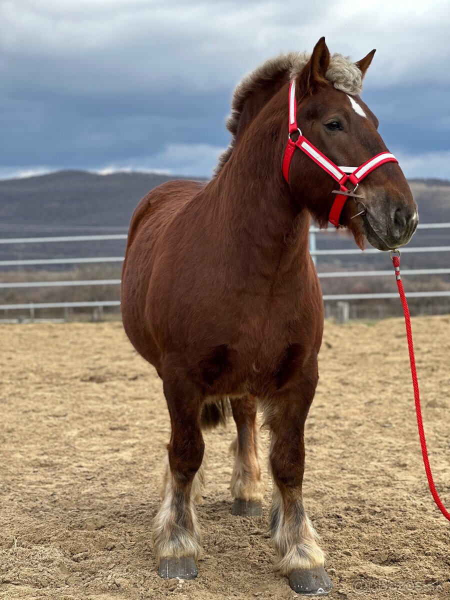 Švédsky ardén valach na predaj - 5